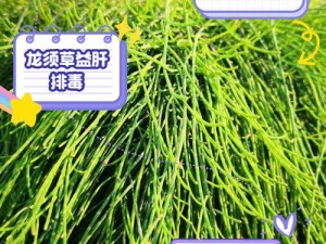 醉龙草每日产量揭秘：探寻其生长周期与最大产量极限