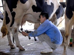 奶牛挤奶(奶牛挤奶时会有哪些常见问题？)