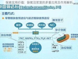 探索实用价值：缺氧沼浆笼的多重应用及作用解析