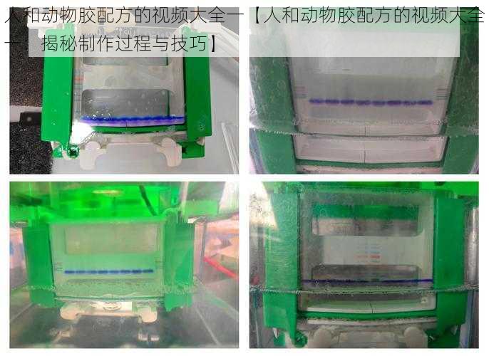 人和动物胶配方的视频大全一【人和动物胶配方的视频大全一：揭秘制作过程与技巧】