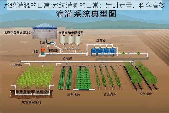 系统灌溉的日常;系统灌溉的日常：定时定量，科学高效