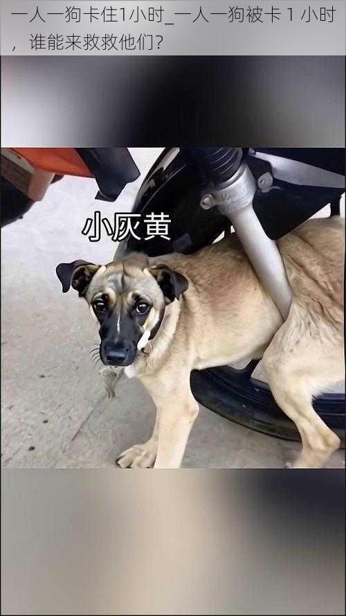 一人一狗卡住1小时_一人一狗被卡 1 小时，谁能来救救他们？