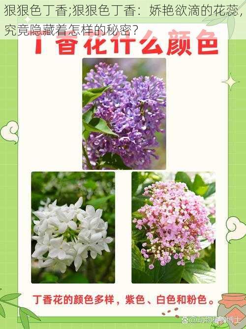 狠狠色丁香;狠狠色丁香：娇艳欲滴的花蕊，究竟隐藏着怎样的秘密？