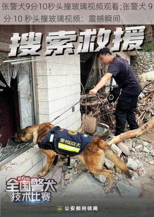 张警犬9分10秒头撞玻璃视频观看;张警犬 9 分 10 秒头撞玻璃视频：震撼瞬间