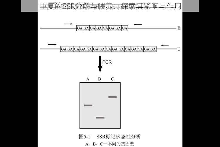 重复的SSR分解与喂养：探索其影响与作用