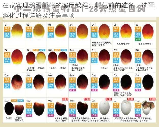 在家实现鹅蛋孵化的实用教程：孵化前的准备、选蛋、孵化过程详解及注意事项