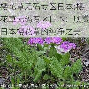 樱花草无码专区日本;樱花草无码专区日本：欣赏日本樱花草的纯净之美